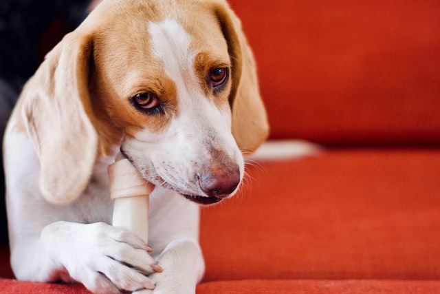 A beagle etetése