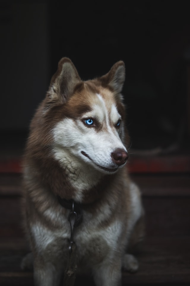 Husky 