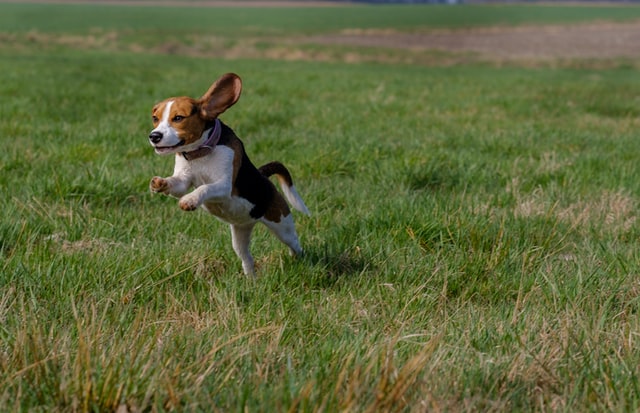 A beagle vadászat közben