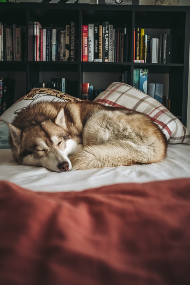 A husky jelleme és nevelése