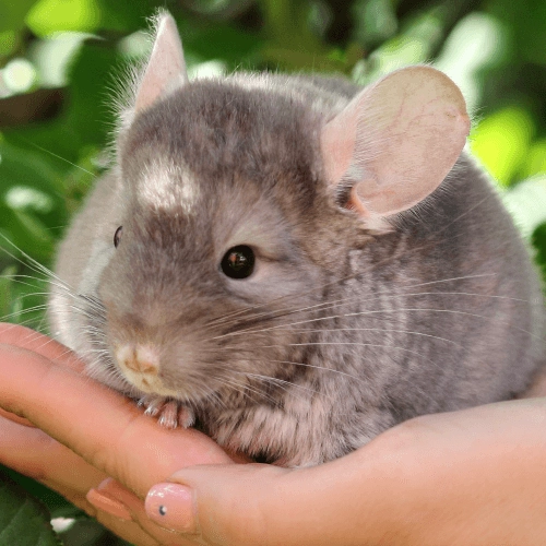 Csincsilla