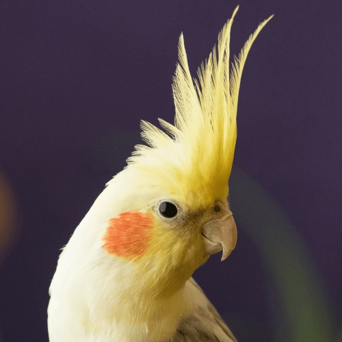 Madarak