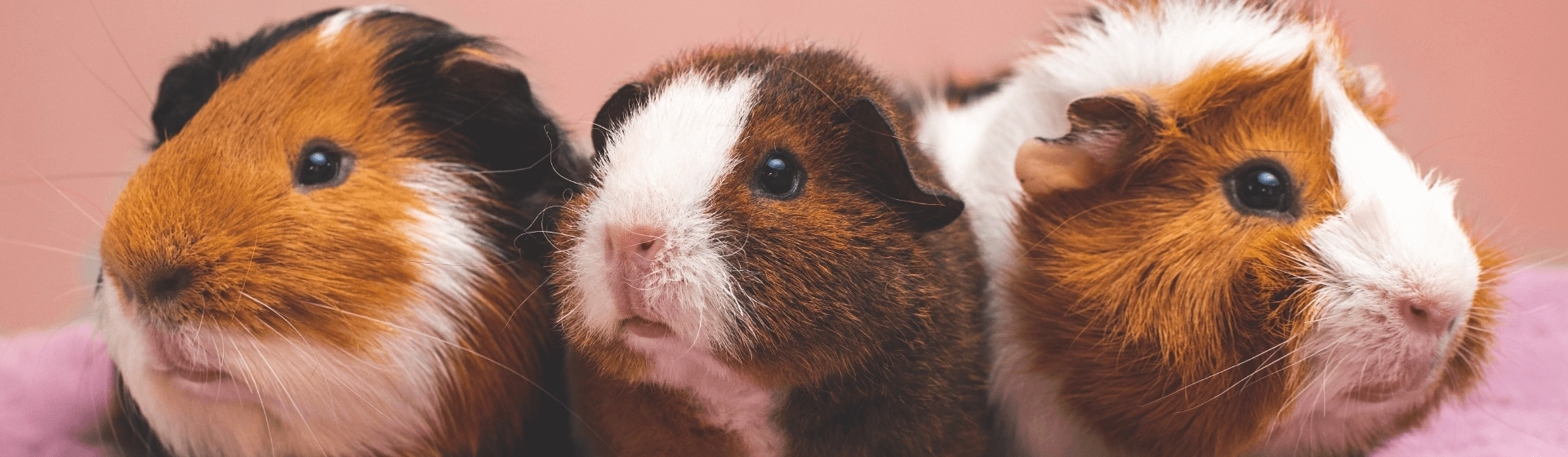 Tengerimalac