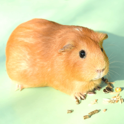 Tengerimalac
