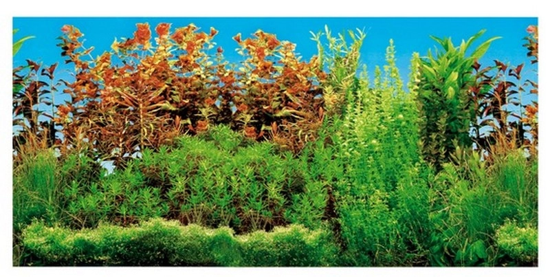 Akvárium Háttér Poszter Dupla Oldalas Édesvizi Akvárium 80×40cm