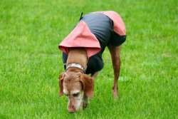 NR Dogs Kutyakabát Rose M